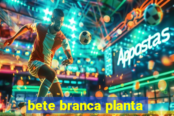 bete branca planta